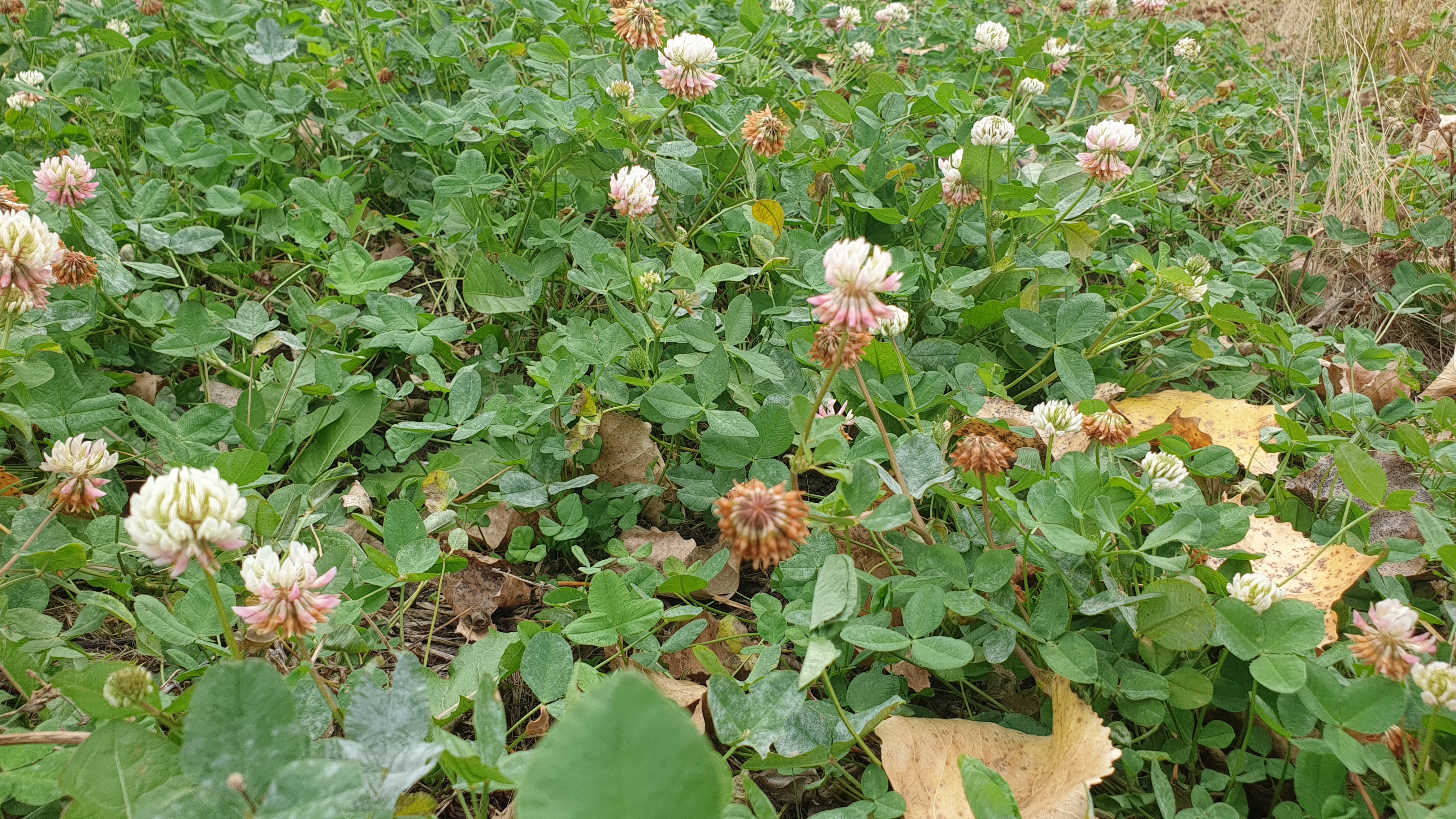 [OC] Late season clover