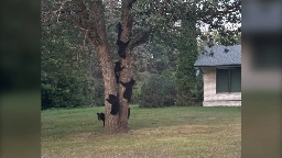 Six bear cubs, mom, spotted exploring tree on Manitoba property