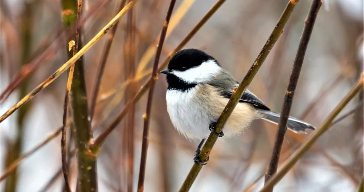 ‘Small but mighty’: Regina announces official bird after 21,000 votes - Regina | Globalnews.ca