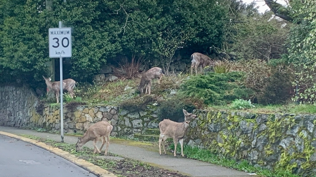 Deer kills dog in backyard near Victoria, prompting warning from police