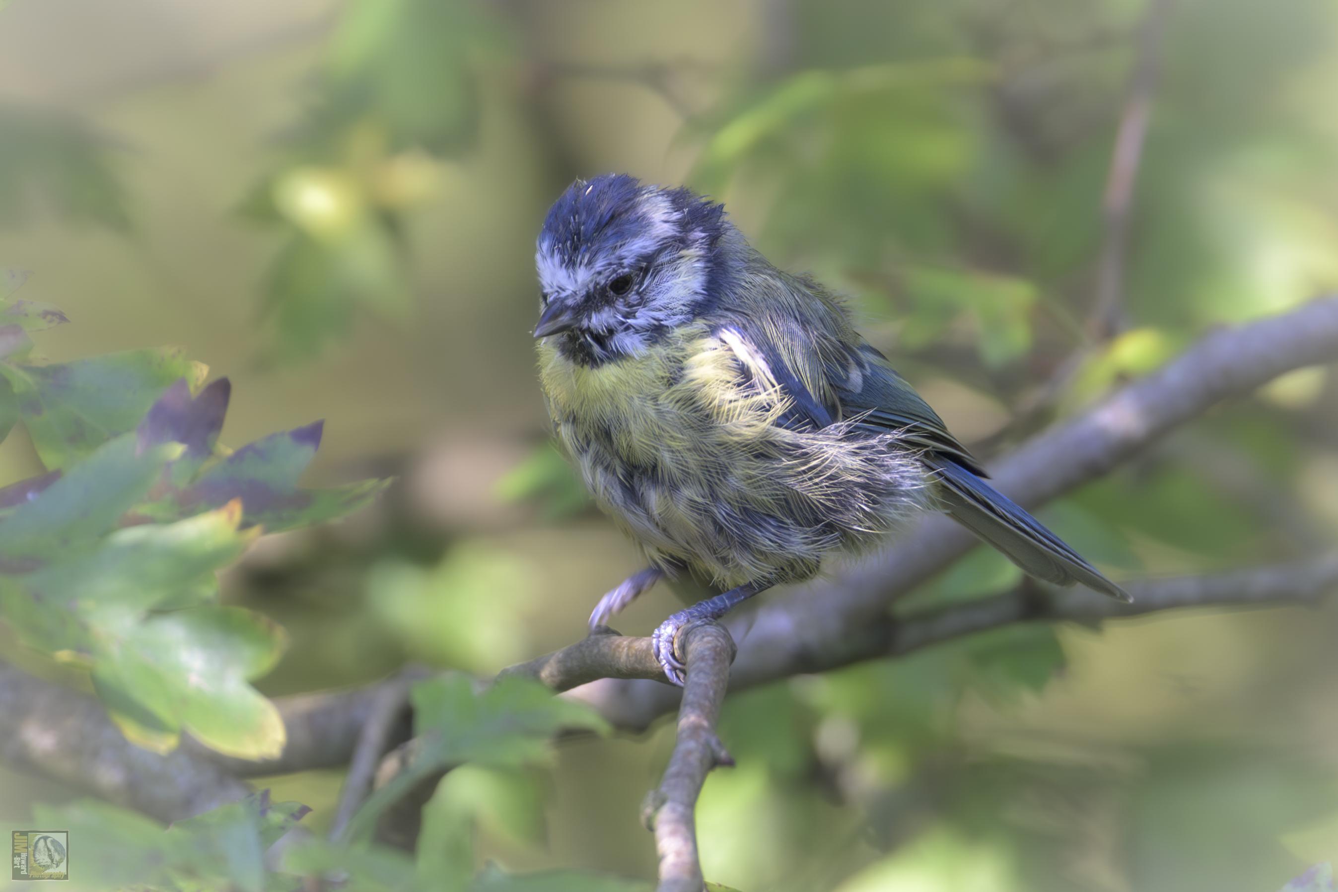 a scraggily small woodland bird 