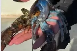 Watch: Lobster caught in Maine has two colors and two sexes - UPI.com
