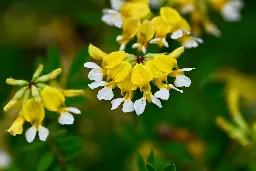 Researchers studying long-term prospects of Nanaimo's official flower