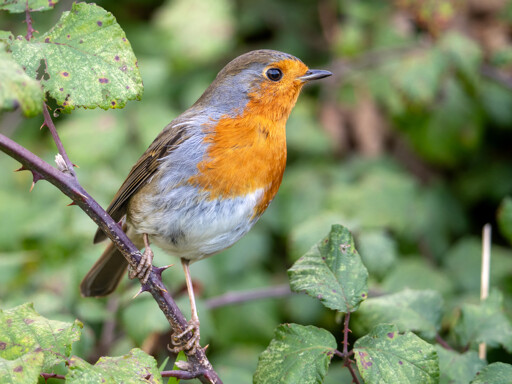 A European Robin perched on a bramble stem