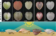 Heart cockle shells transmit sunlight to photosymbiotic algae using bundled fiber optic cables and condensing lenses - Nature Communications