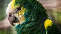 The Parrot That Kept A Language Alive