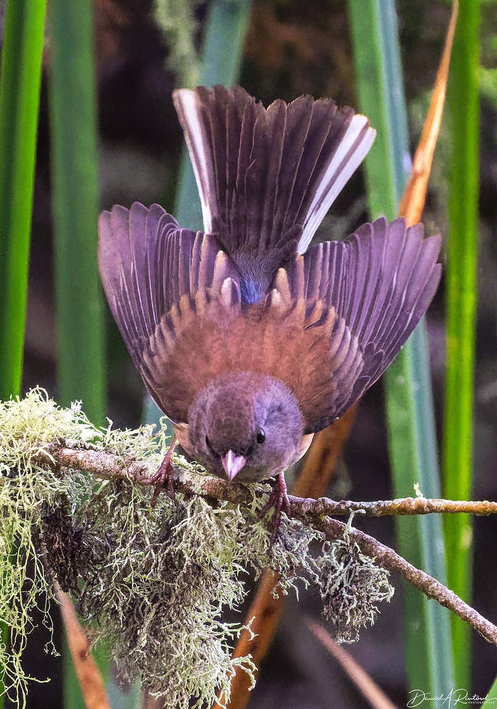 Brown-backed gray-winged bird with flesh-colored beak and white outer tail feathers, displaying her wings and tail while perched on a mossy twig