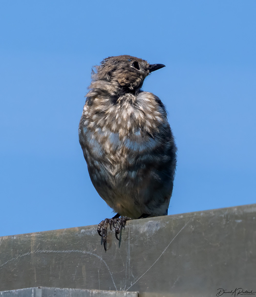 Mostly gray bird with scattered sky-blue feathers on the chest, perched on a metal sign against a blue sky