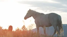 American Horses ~ Horses in North America: A Comeback Story | Blog | Nature | PBS