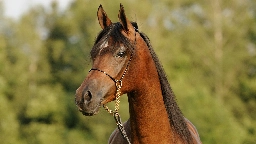 With its elegant dished face, high tail and floating paces, the Arabian horse is one of the most recognisable breeds