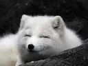 ArcticFox