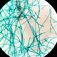 Cyanobacteria a potential method of Rare Earth Element extraction