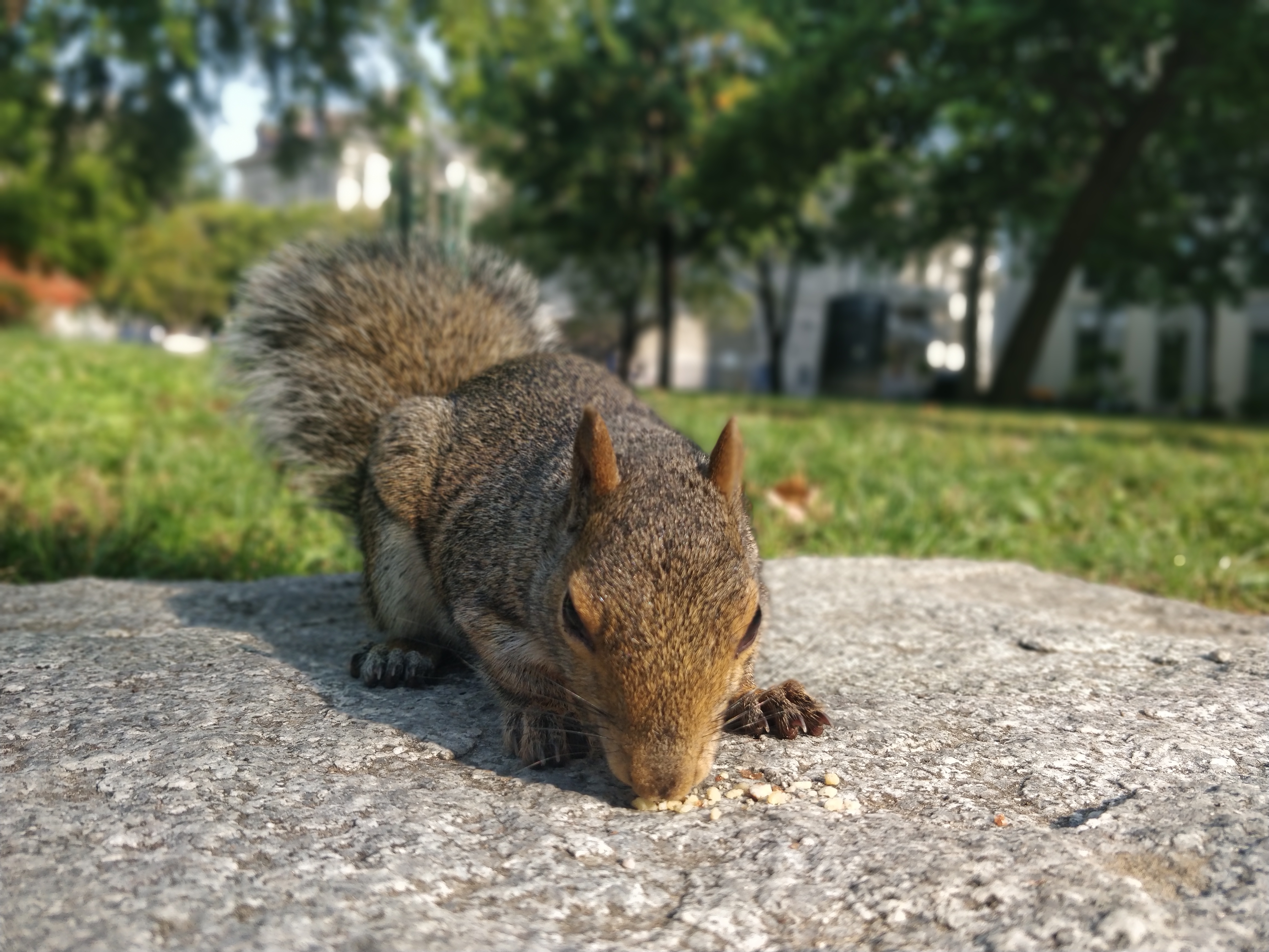 McGill squirrel of the day