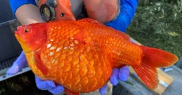 Once They Were Pets. Now Giant Goldfish Are Menacing the Great Lakes.