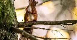 Are red squirrels finally winning the battle against greys in Scotland?