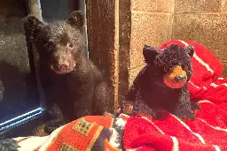 Orphaned bear cub doing well at North Island Wildlife Recovery Centre