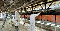 Build vaccine stockpile, use wastewater testing for H5N1 bird flu, experts urge