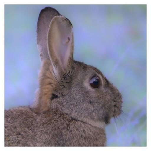 A portrait photo of a wild rabbit