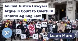 Animal Justice Lawyers Argue in Court to Overturn Ontario Ag Gag Law