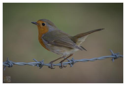 Eurasian Robin perched on a barbed wire fence. 