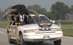 Man stopped by US police for driving with huge bull in passenger seat