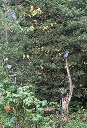 Photo of some curvy sticks with blue jays and grackles watching over a feeding spot.