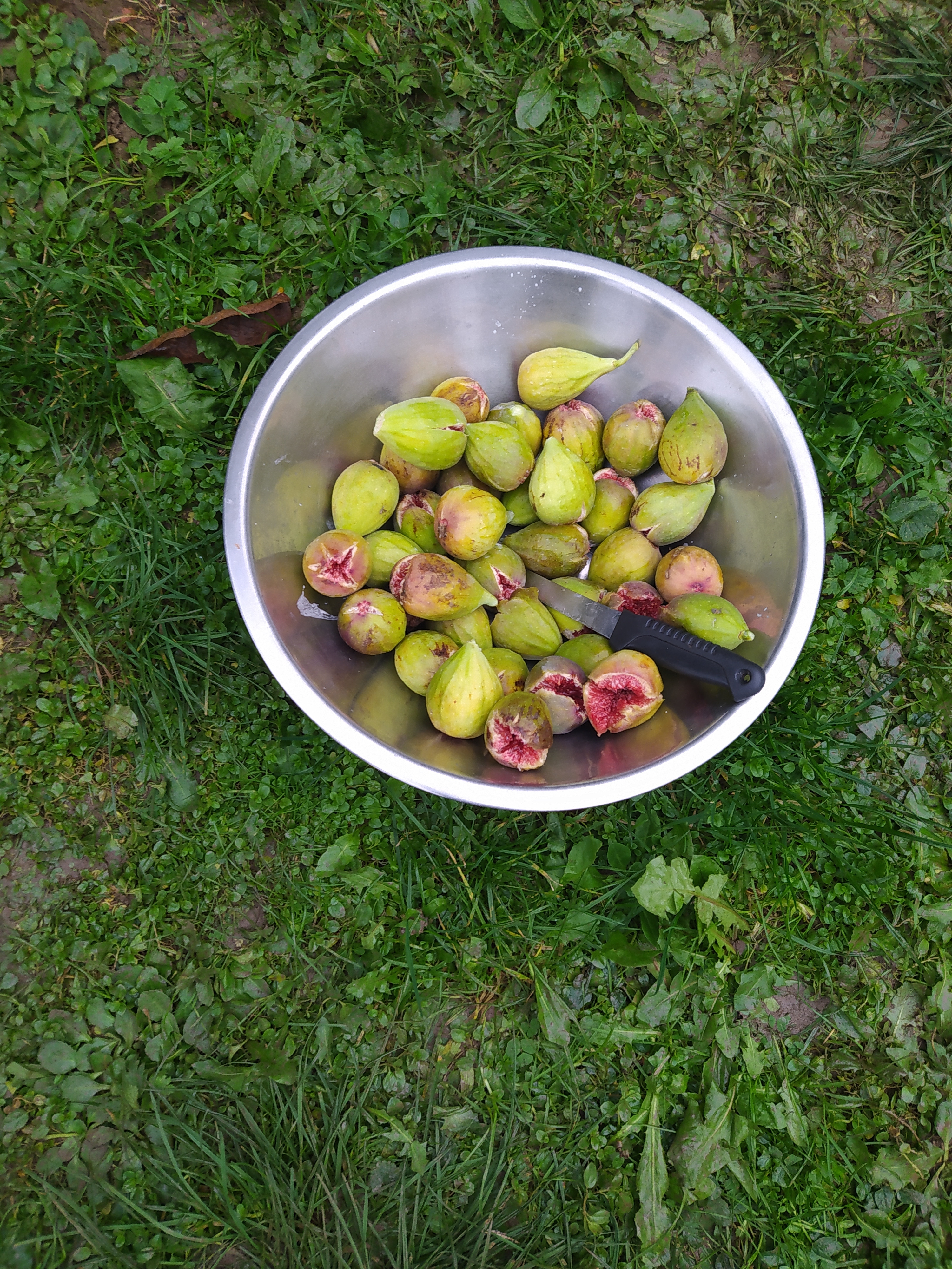 Un saladier de figues fraichement cueillies posé dans l'herbe.