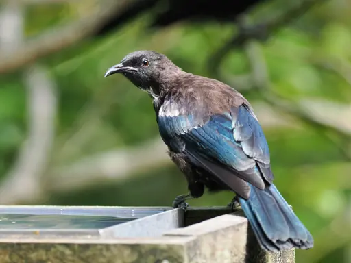 A Tui sitting on a small water trough, looking back towards the photographer 