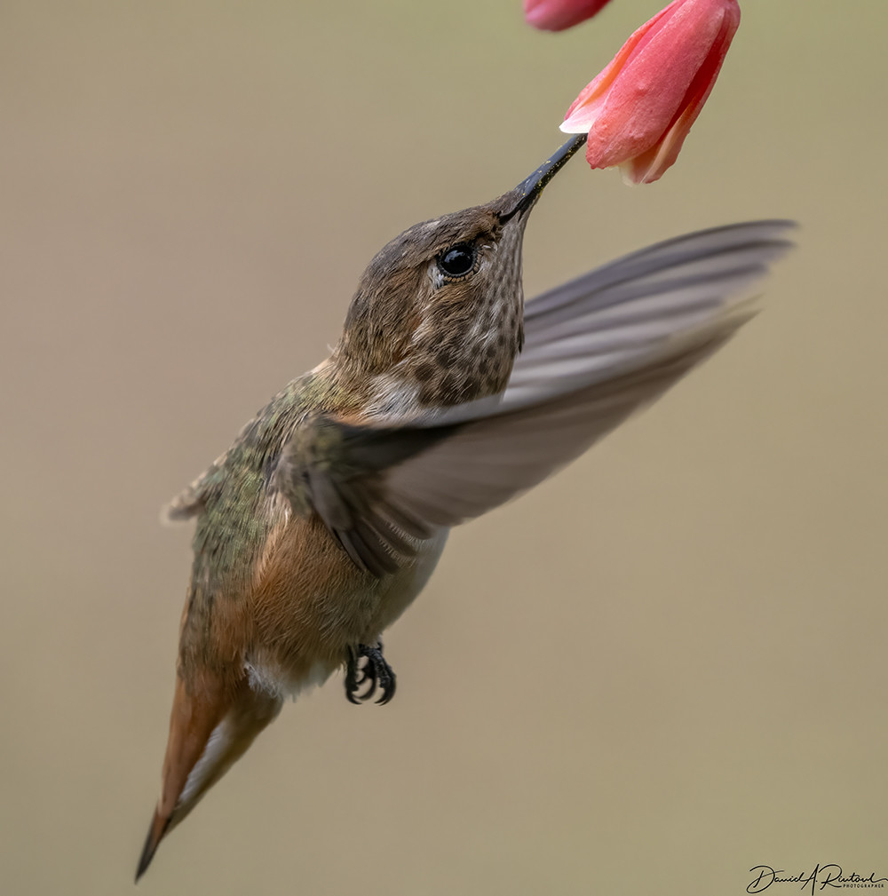 long-billed bird with rufous sides, green back, and splotchy throat, hovering while sipping nectar from a red flower