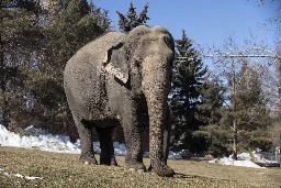 Canada looks to limit captivity of elephants, apes