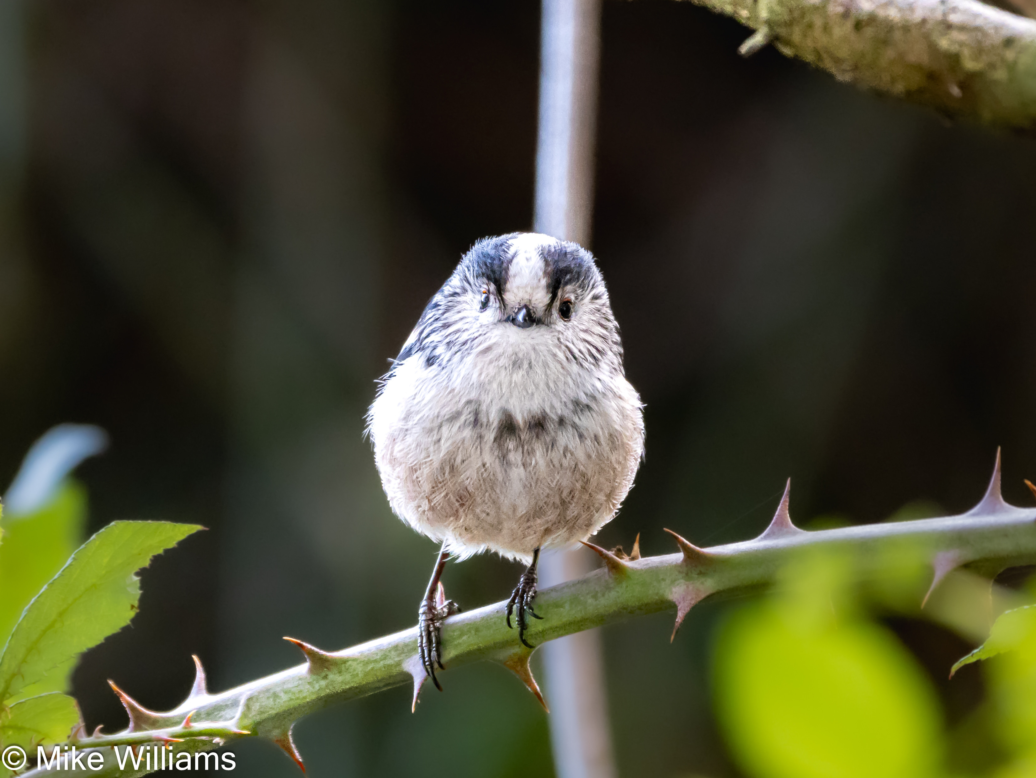 A Long-tailed Tit, a small black and white bird with a hint of red. Bird is perched on a bramble stem, looking directly at the camera.