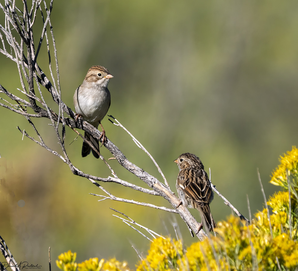 two small brown and gray birds, one facing the camera and one facing away, perched on a bare twig above a bush with yellow flowers