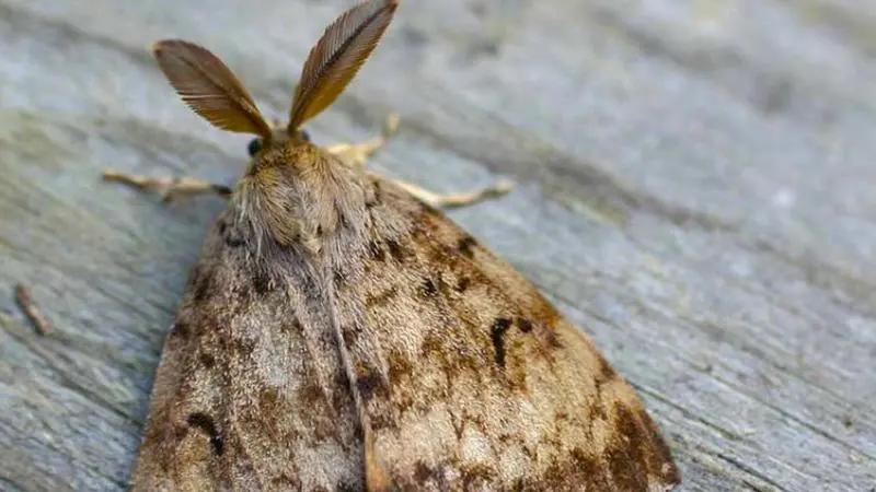 Aerial spray treatments for invasive moths coming to Vancouver Island