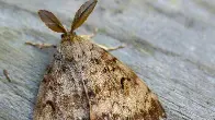 Aerial spray treatments for invasive months coming to Vancouver Island