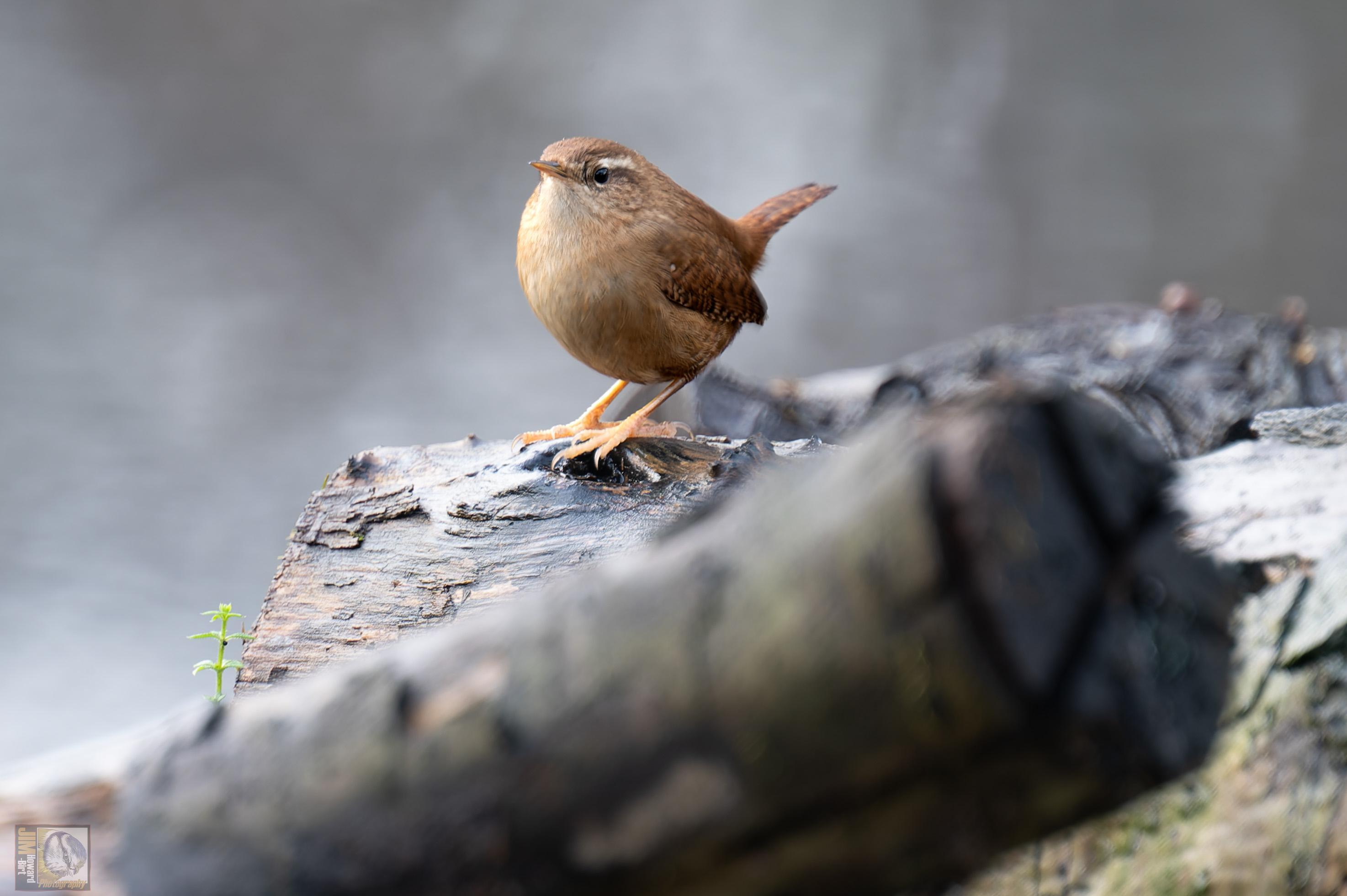 a small brown bird stood proudly on a log in the woods