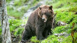 Hunter in Alaska mauled by bear before being shot in the leg while trying to fend it off