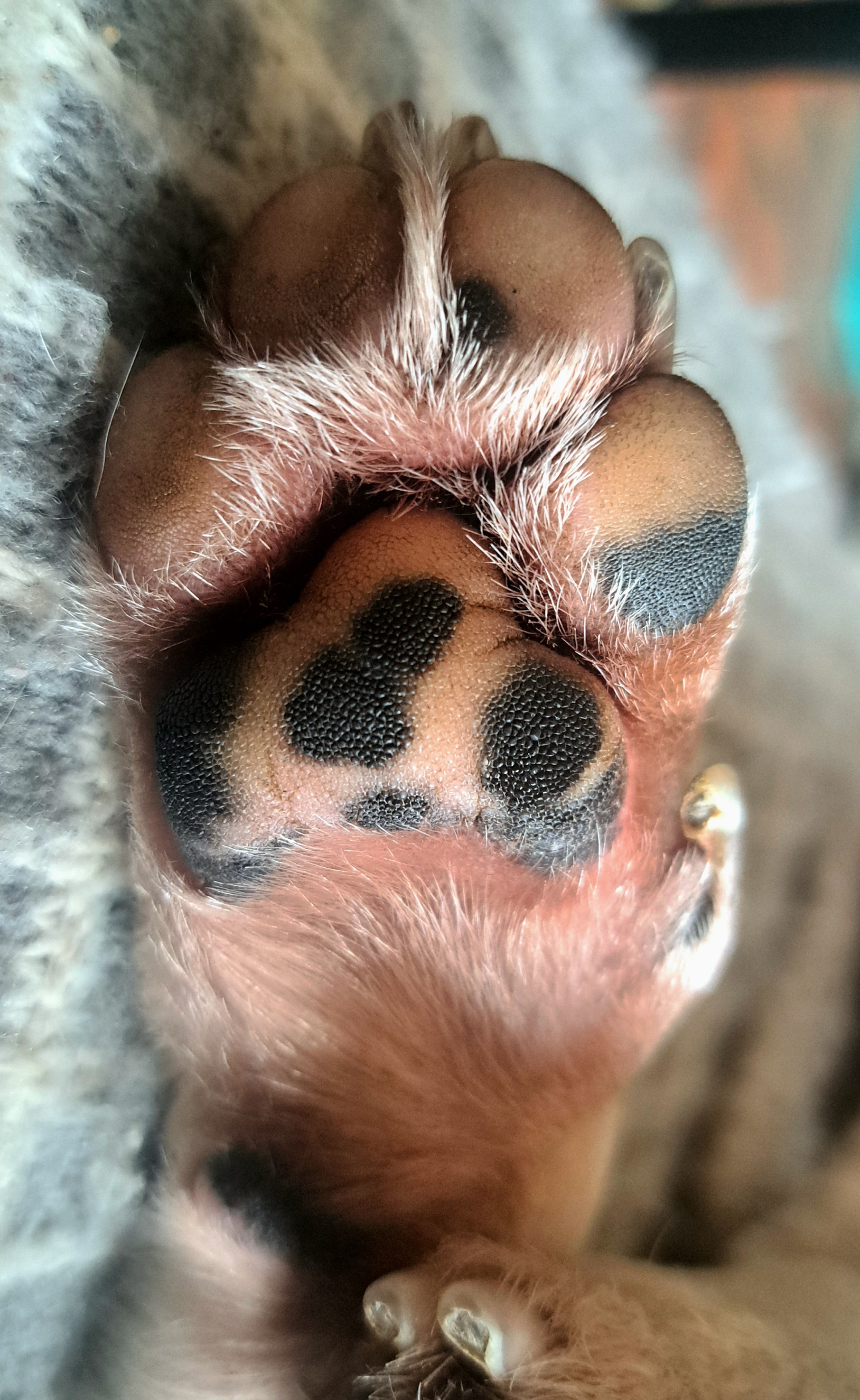 A dog's paw