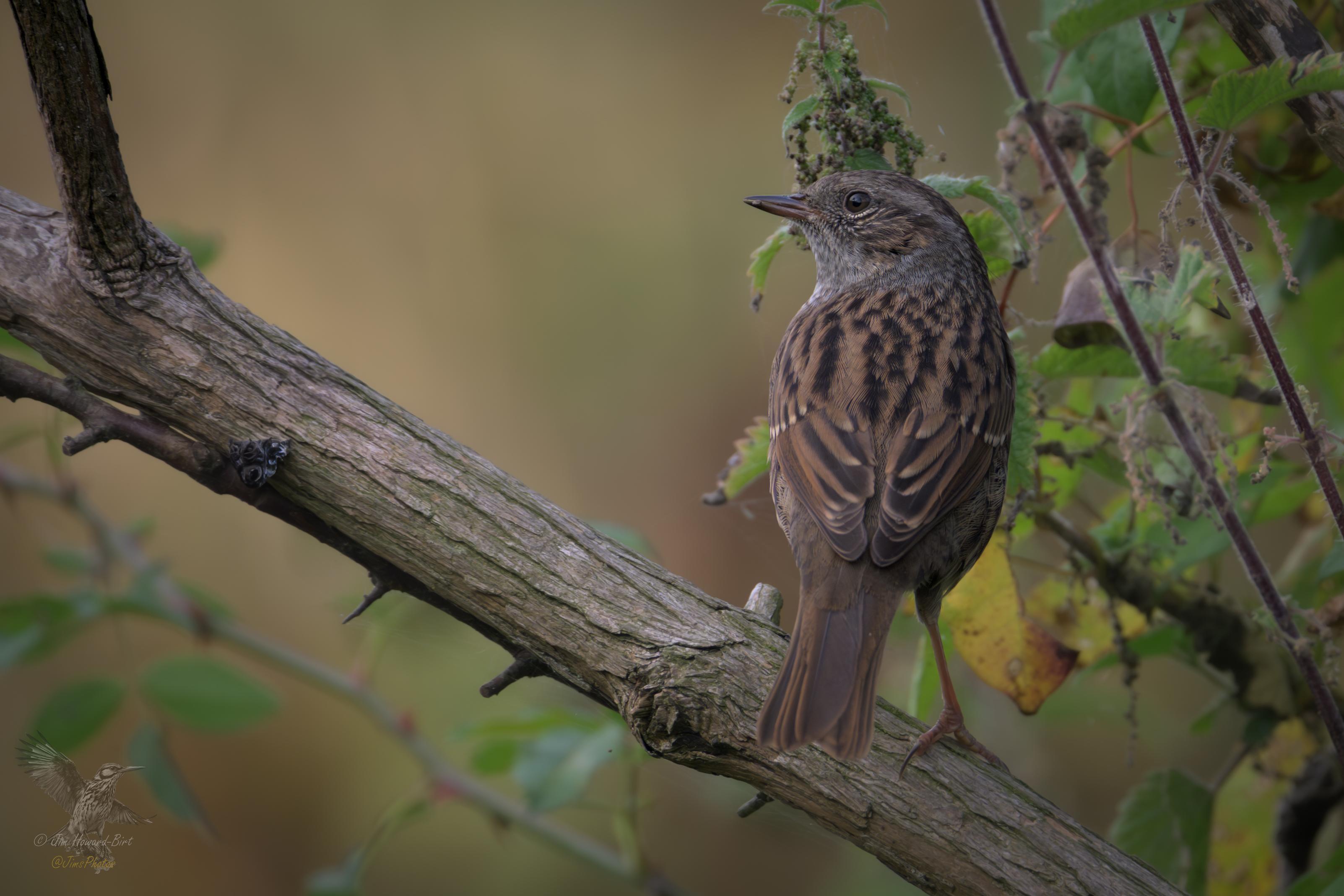 A small woodland bird with grey patches on its head and a brown and black feathered body