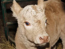 Udderly mystifying: Why were three calves and a dog left in an abandoned truck?