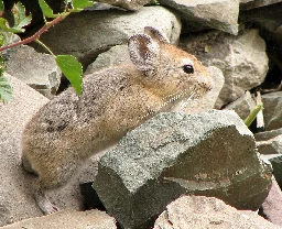 Large-eared pika - Wikipedia