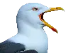 Seagull