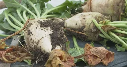 Sweet year for Alberta sugar beet growers - Lethbridge | Globalnews.ca