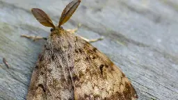 Aerial spray treatments for invasive moths coming to Vancouver Island