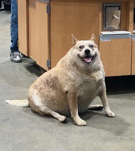 A severely obese, knee-high dog of an indeterminable breed sitting on its bloated haunches in the middle of a cafeteria. It appears to weigh at least 100 pounds despite its height, and its body is shaped like an engorged sausage with toothpick legs unceremoniously jutting out