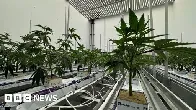 The BBC went inside the UK's 'secret' £10m medicinal cannabis factory