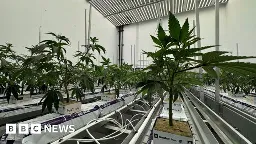 Legal cannabis: Inside the UK's first fully licensed facility