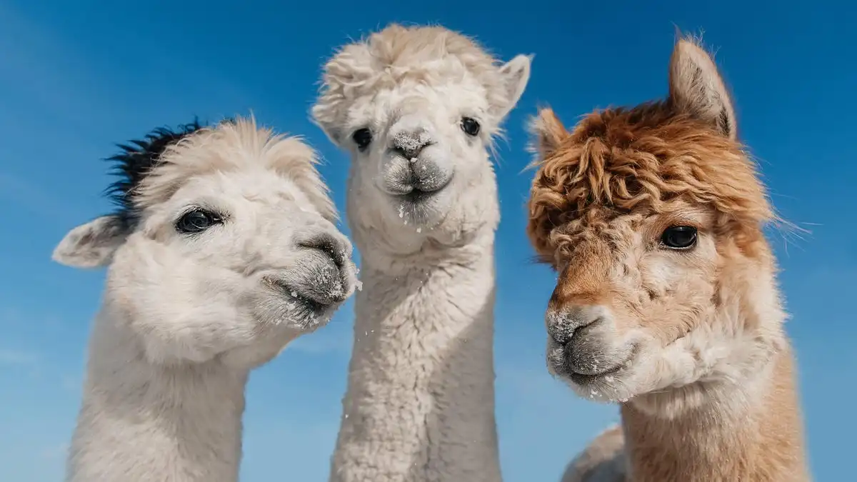 Alpaca Sex Is Even Weirder Than You Think