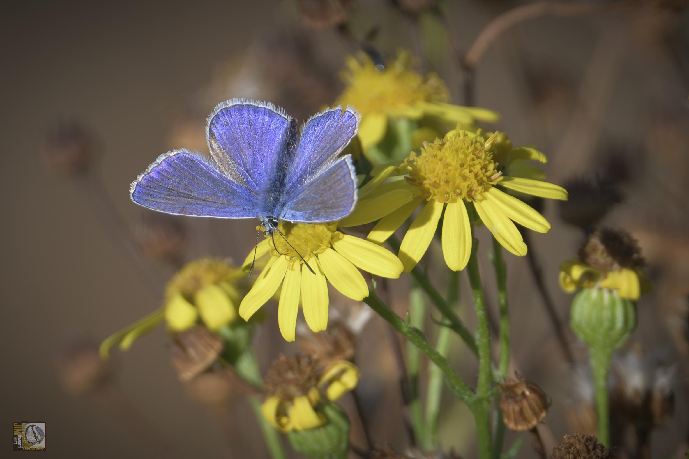 a tiny blue butterfly on a wild yellow flower