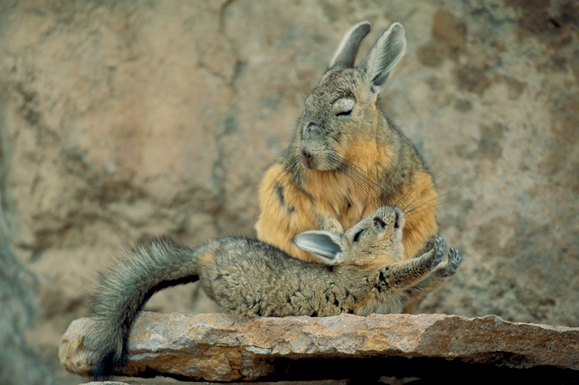 A juvenile viscacha stretches out after a nap in Chile’s Atacama Desert.