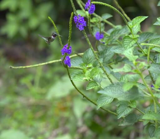 A tiny hummingbird flashing a purple gorget (throat) is hovering in a green garden full of tall verbena flowers in bloom.  Arena Blanca. Photo by Peachfront. Nov 2024.